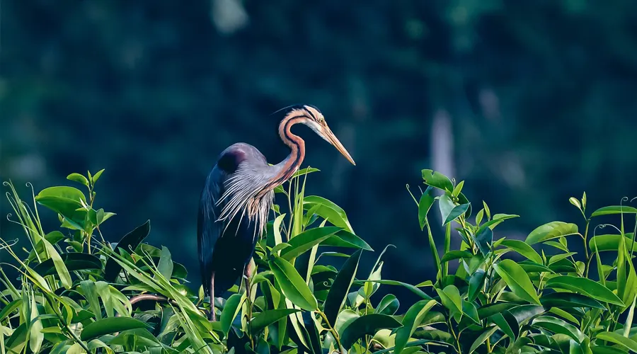 Kumarakom Bird Sanctuary